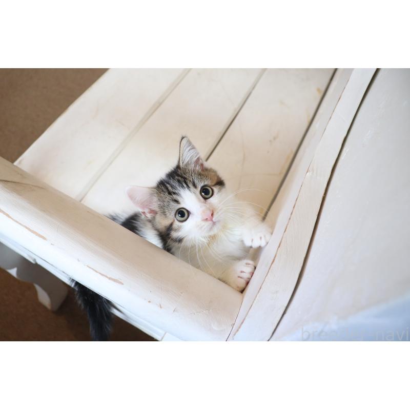 販売中の大阪府のマンチカン(短足)-127372の8枚目