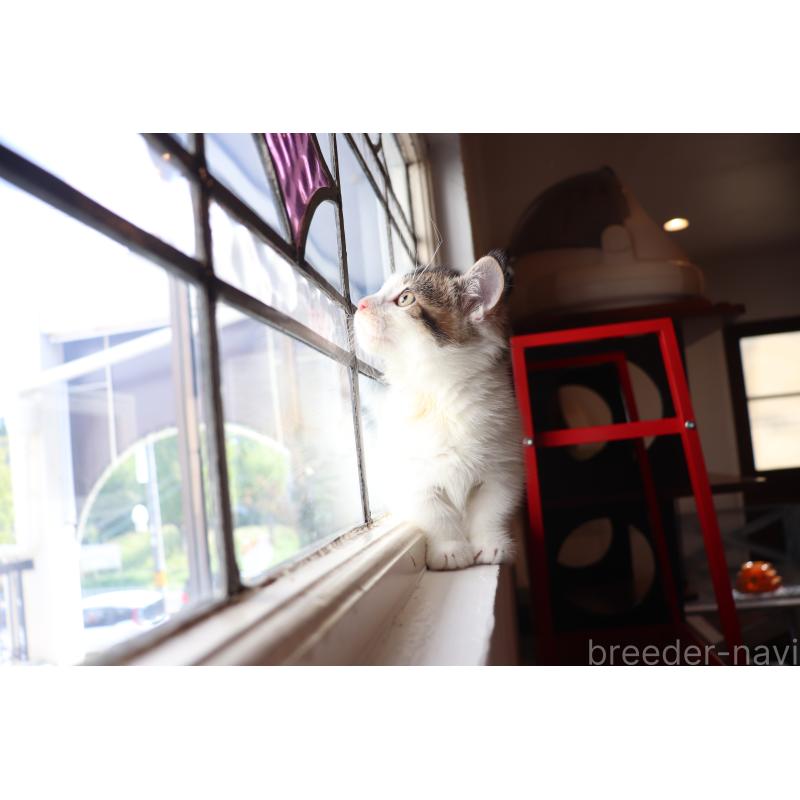 販売中の大阪府のマンチカン(短足)-127372の7枚目