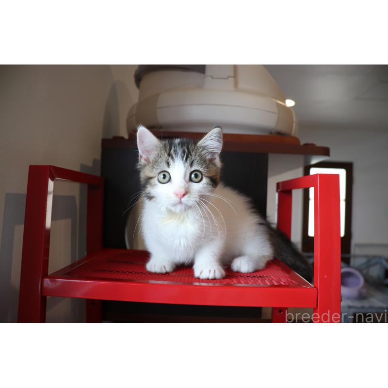 販売中の大阪府のマンチカン(短足)-127372の6枚目