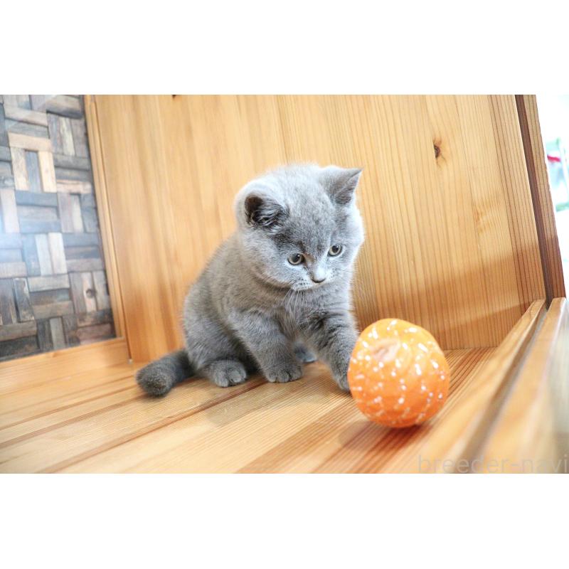 成約済の大阪府のブリティッシュショートヘア-127823の7枚目