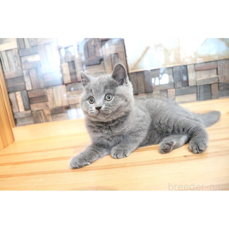 成約済の大阪府のブリティッシュショートヘア-127823の6枚目