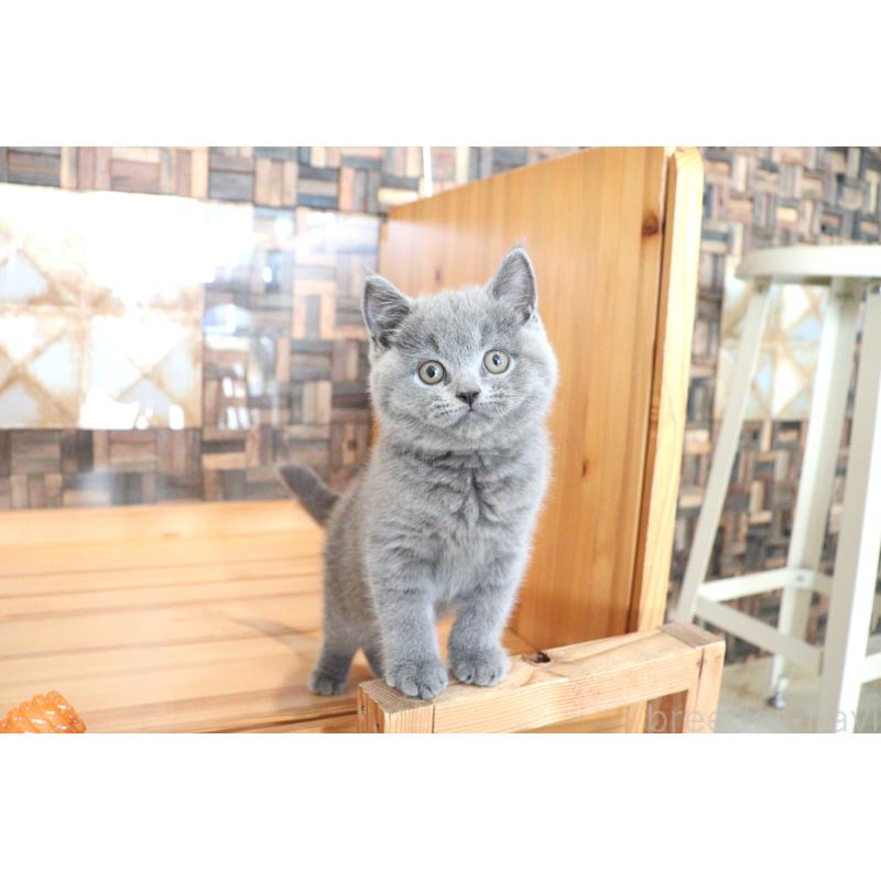 成約済の大阪府のブリティッシュショートヘア-127823の5枚目