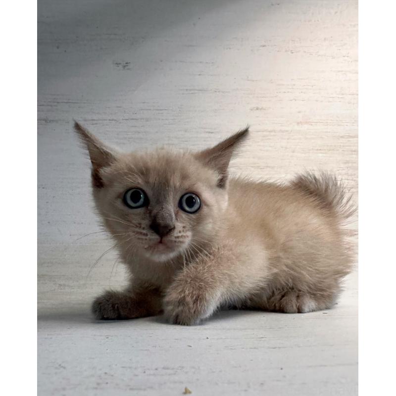 販売中の長野県のトイボブ-127879の14枚目