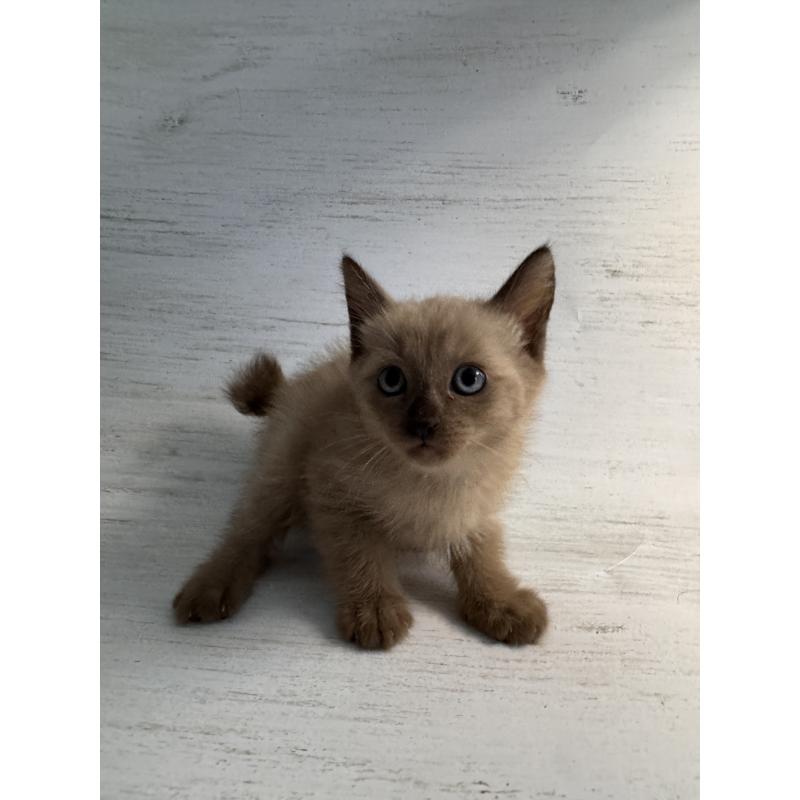 販売中の長野県のトイボブ-127919の15枚目