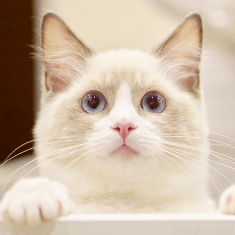 成約済の東京都のラグドール-121666の14枚目