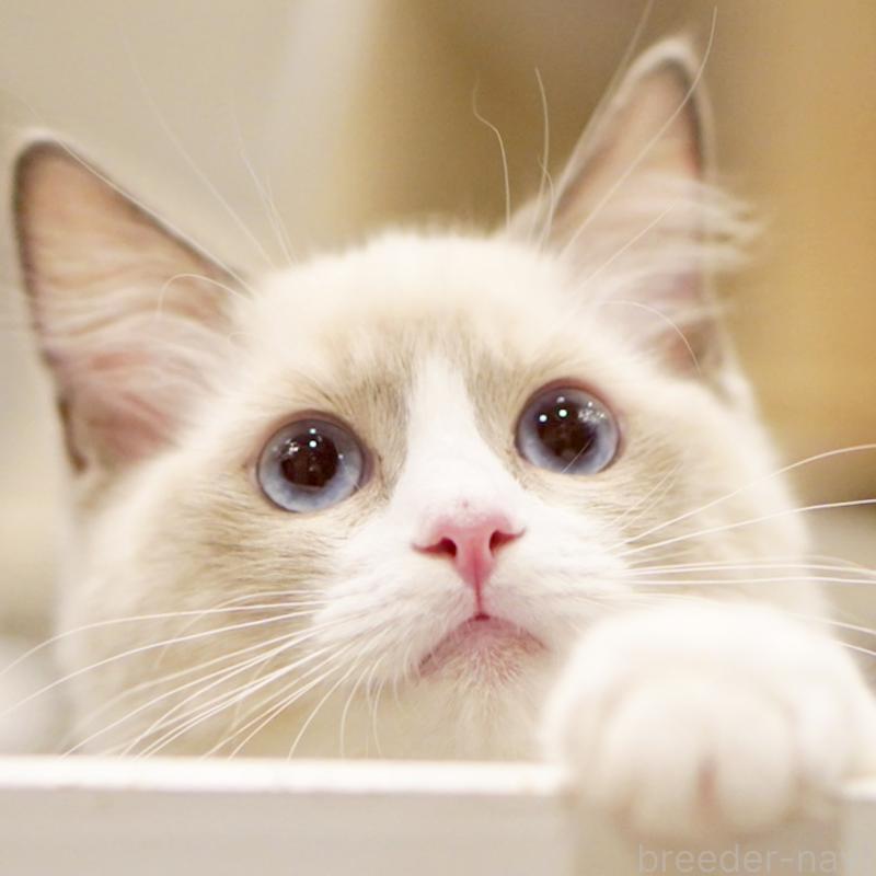 成約済の東京都のラグドール-121666の13枚目