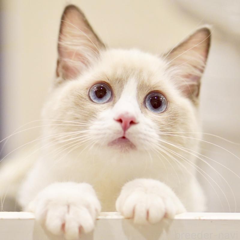 成約済の東京都のラグドール-121666の12枚目