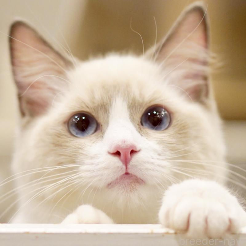 成約済の東京都のラグドール-121666の11枚目