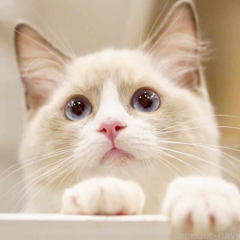 成約済の東京都のラグドール-121666の10枚目