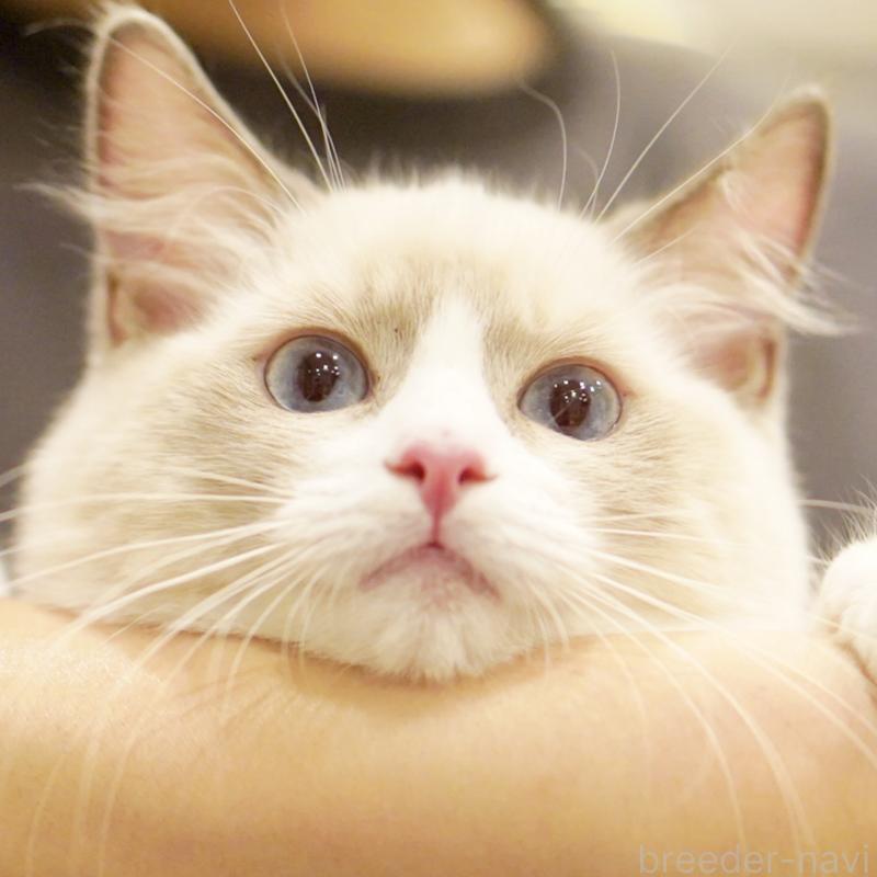 成約済の東京都のラグドール-121666の8枚目