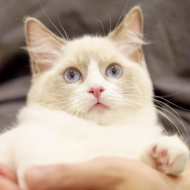 成約済の東京都のラグドール-121666の7枚目