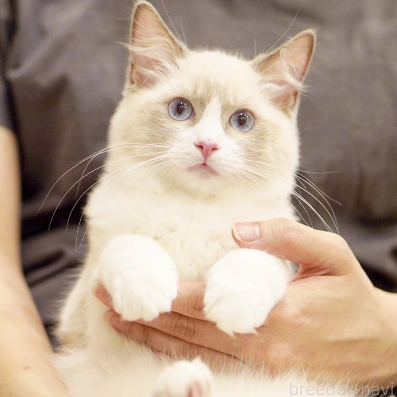 成約済の東京都のラグドール-121666の6枚目