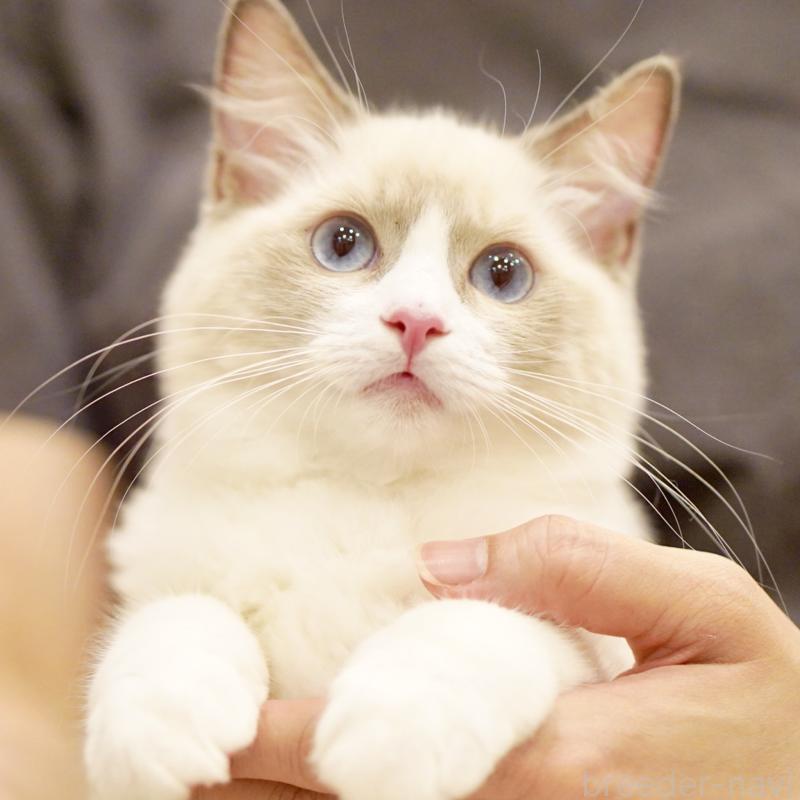 成約済の東京都のラグドール-121666の5枚目