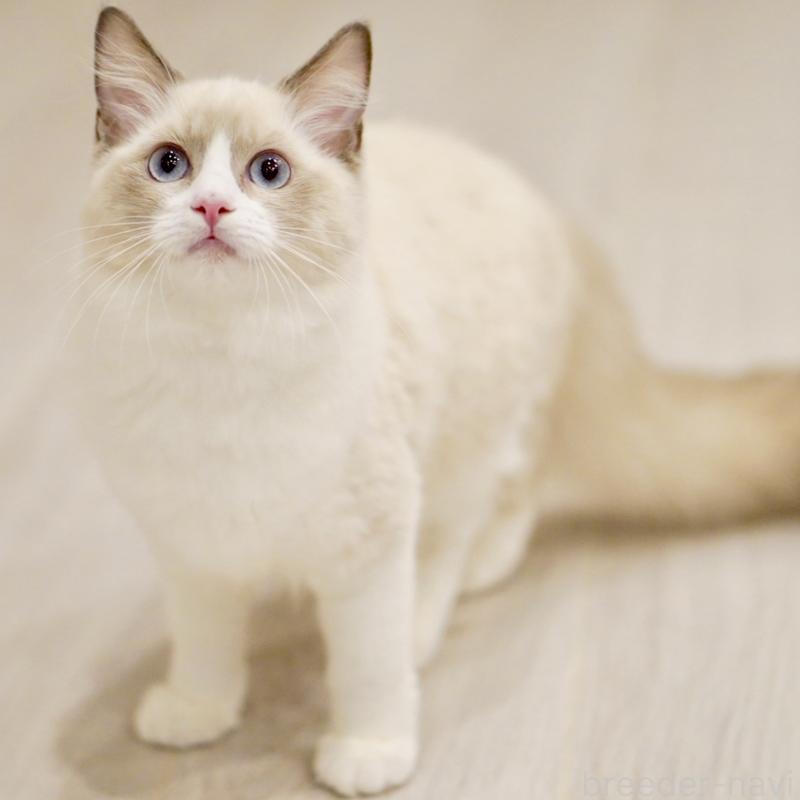 成約済の東京都のラグドール-121666の4枚目