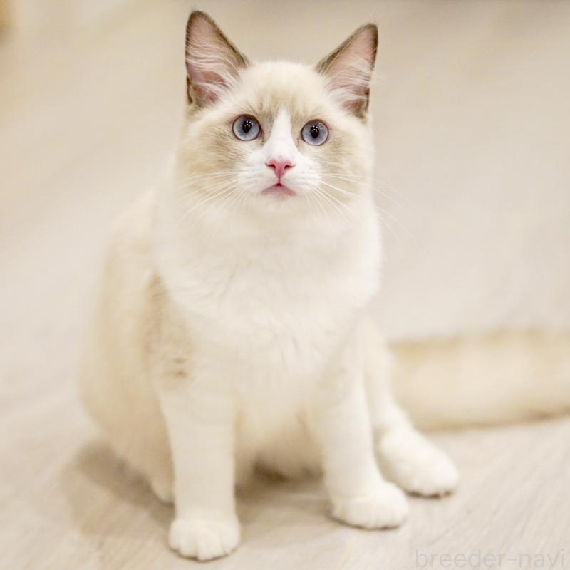 成約済の東京都のラグドール-121666の2枚目