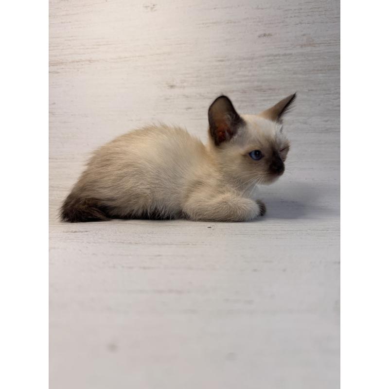 販売中の長野県のトイボブ-127976の5枚目