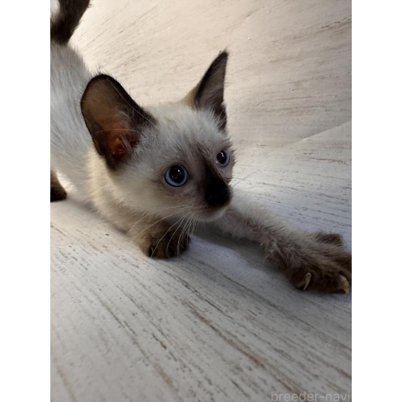 販売中の長野県のトイボブ-127976の4枚目