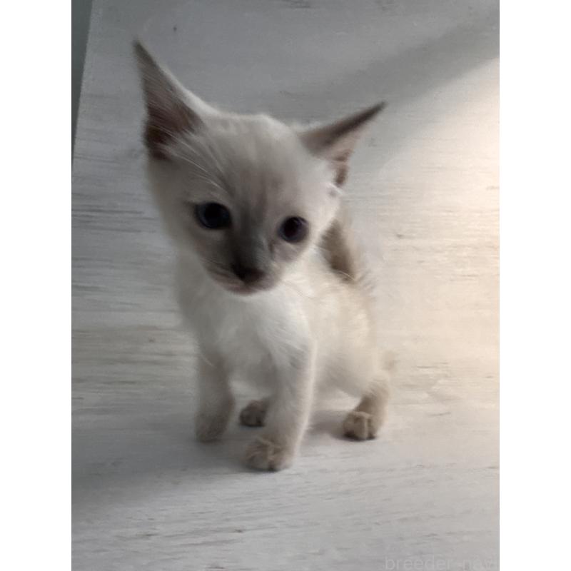 販売中の長野県のトイボブ-127916の16枚目