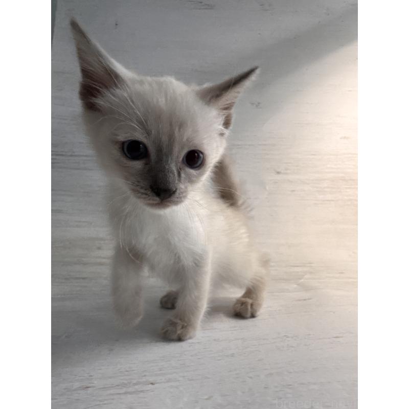 販売中の長野県のトイボブ-127916の15枚目