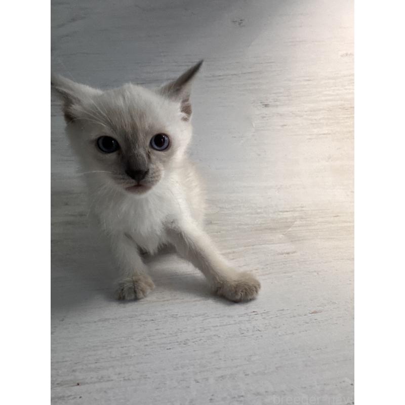 販売中の長野県のトイボブ-127916の14枚目