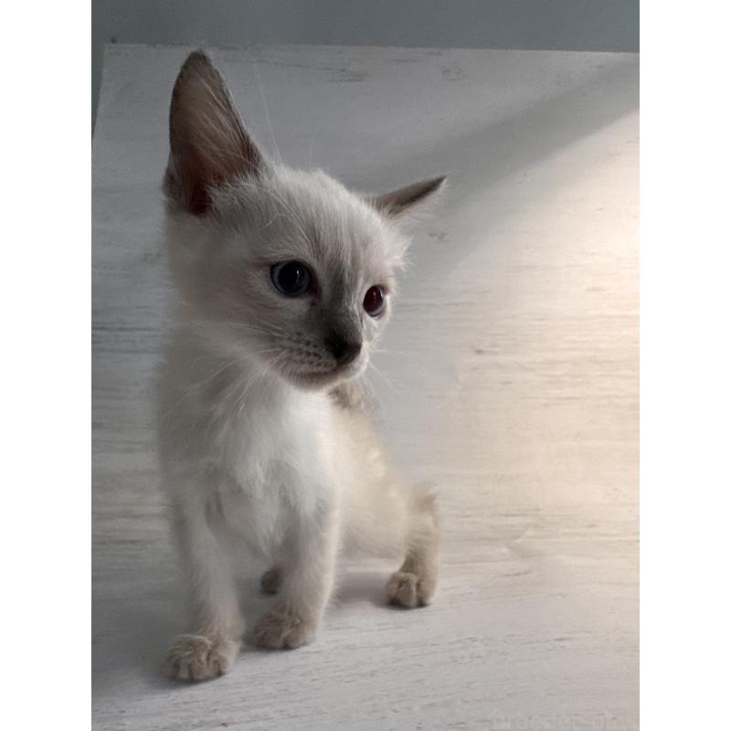 販売中の長野県のトイボブ-127916の13枚目