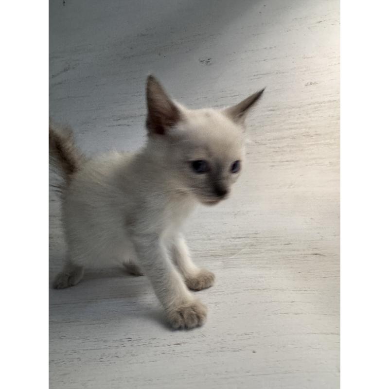 販売中の長野県のトイボブ-127916の12枚目