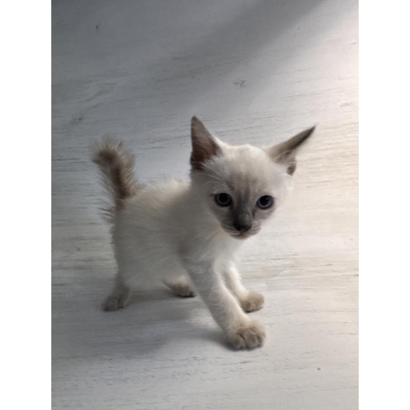 販売中の長野県のトイボブ-127916の11枚目