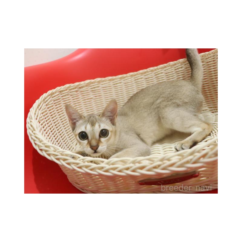 成約済の埼玉県のシンガプーラ-125349の3枚目