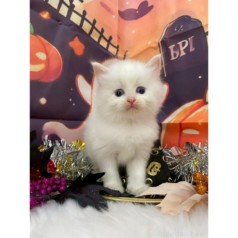 商談中の埼玉県のサイベリアン-129322の7枚目