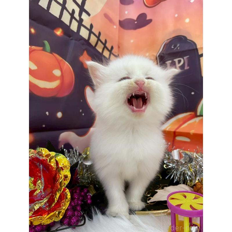 商談中の埼玉県のサイベリアン-129322の6枚目