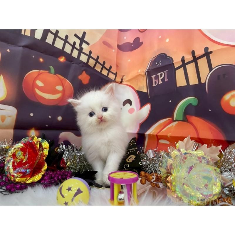 商談中の埼玉県のサイベリアン-129322の5枚目