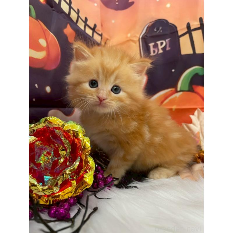 販売中の埼玉県のサイベリアン-129321の8枚目