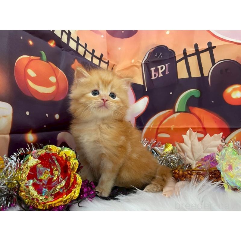 販売中の埼玉県のサイベリアン-129321の7枚目