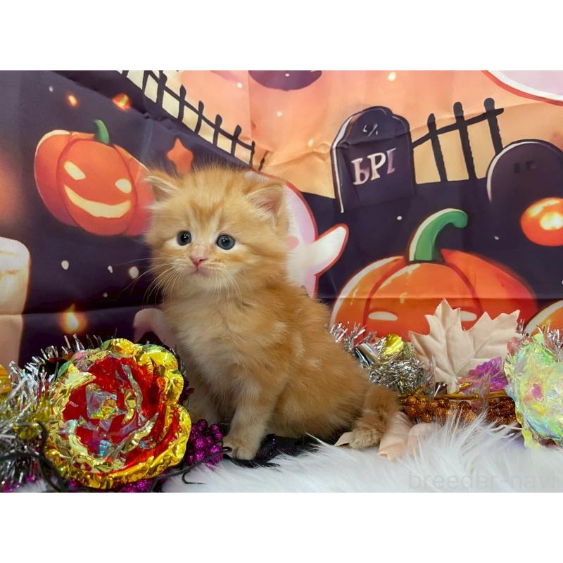 販売中の埼玉県のサイベリアン-129321の6枚目