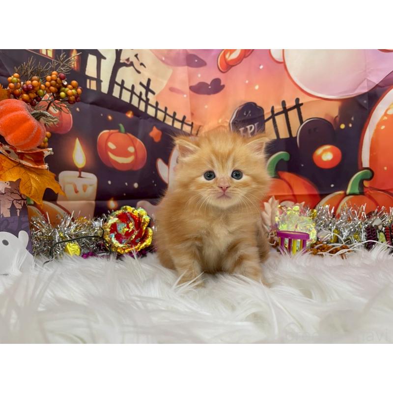 販売中の埼玉県のサイベリアン-129321の5枚目