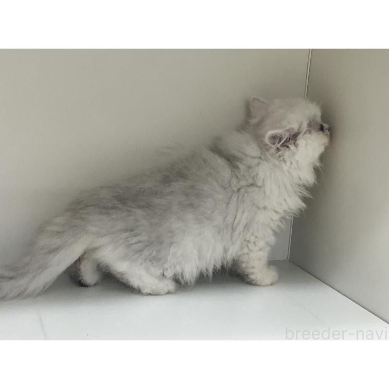 販売中の山形県のペルシャ(チンチラ)-127390の6枚目