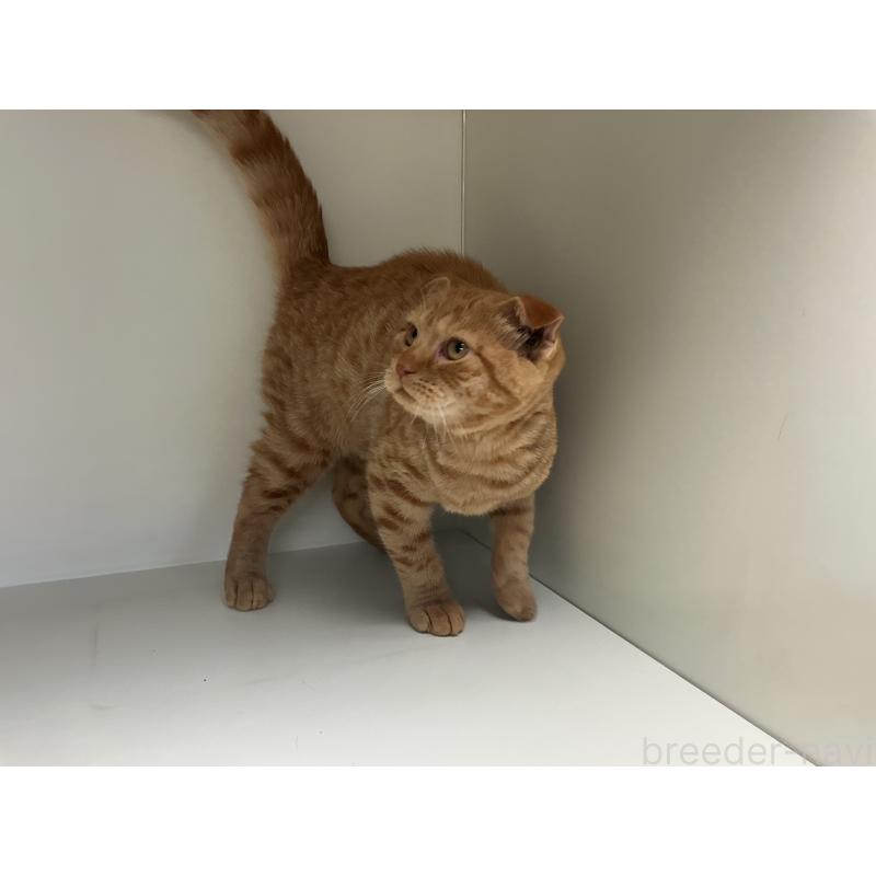 販売中の山形県のスコティッシュフォールド-126032の5枚目