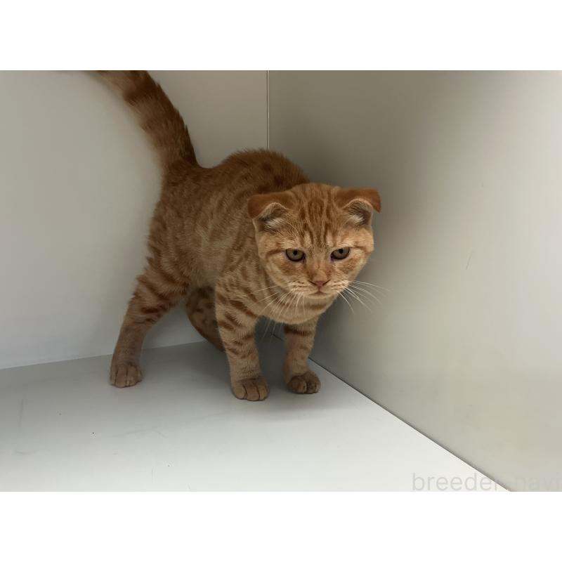 販売中の山形県のスコティッシュフォールド-126032の4枚目