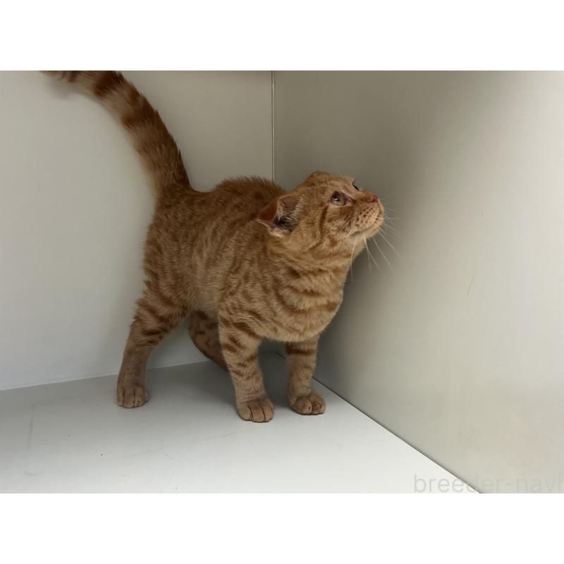 販売中の山形県のスコティッシュフォールド-126032の3枚目