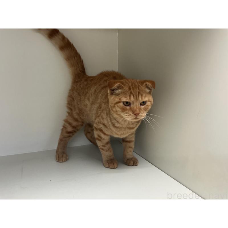 販売中の山形県のスコティッシュフォールド-126032の2枚目