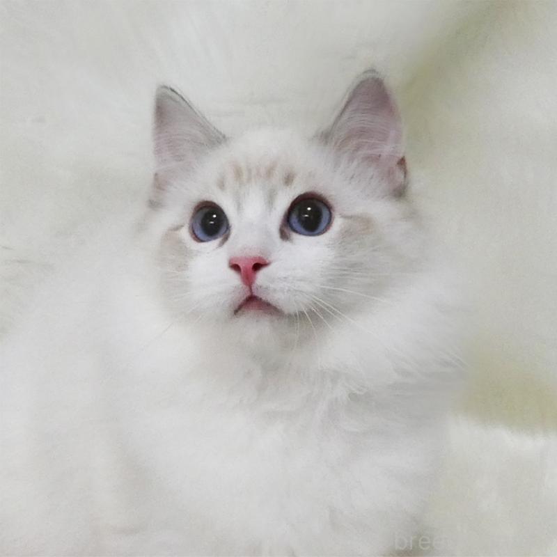 販売中の茨城県のラグドール-128120