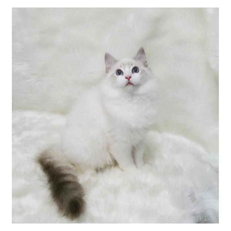 販売中の茨城県のラグドール-128120の4枚目