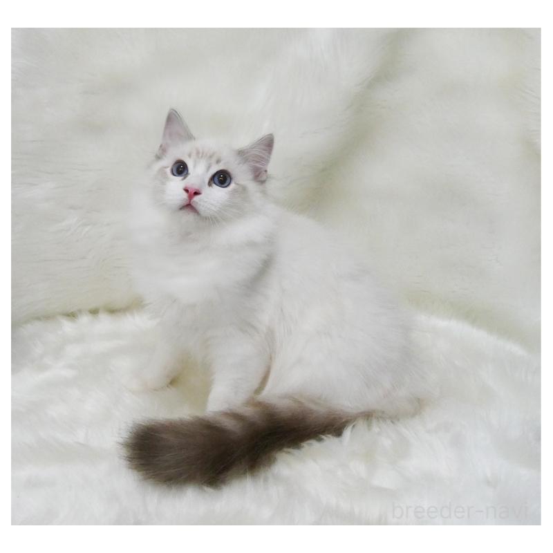 販売中の茨城県のラグドール-128120の3枚目