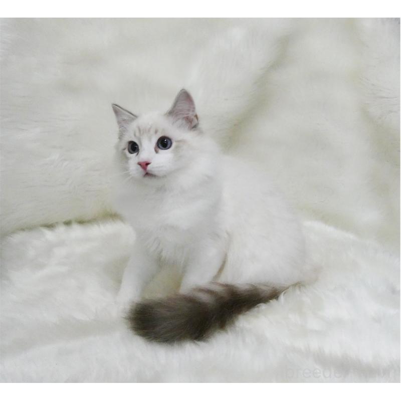 販売中の茨城県のラグドール-128120の2枚目