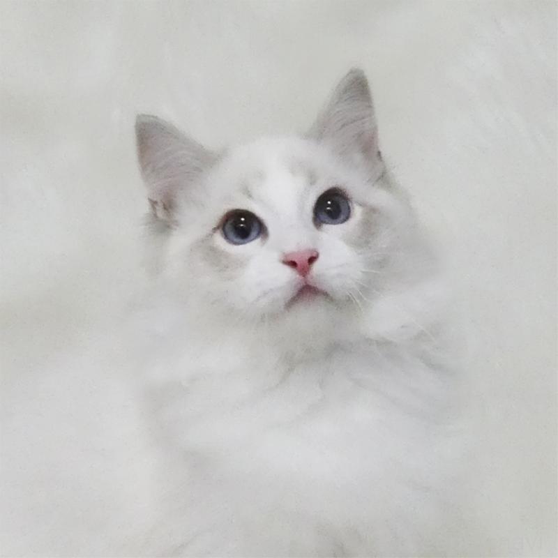 販売中の茨城県のラグドール-126172の1枚目