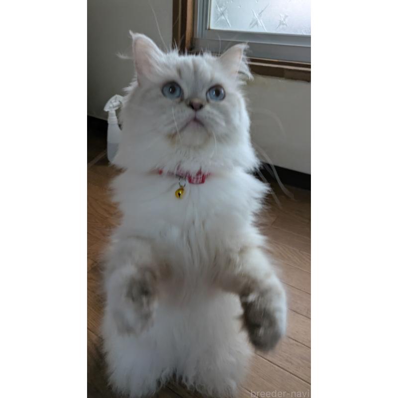 販売中の大阪府のミヌエット-127978の7枚目