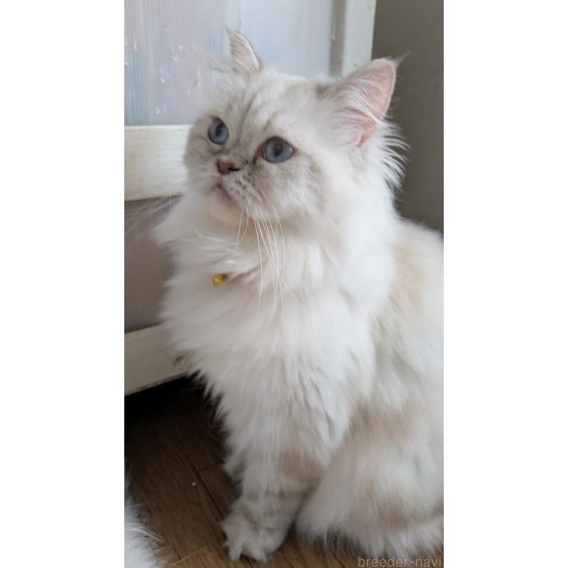 販売中の大阪府のミヌエット-127978の6枚目