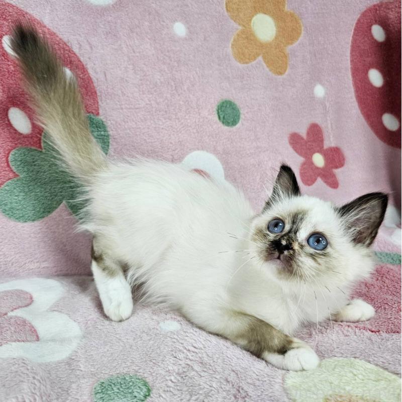 商談中の東京都のバーマン-128058の5枚目