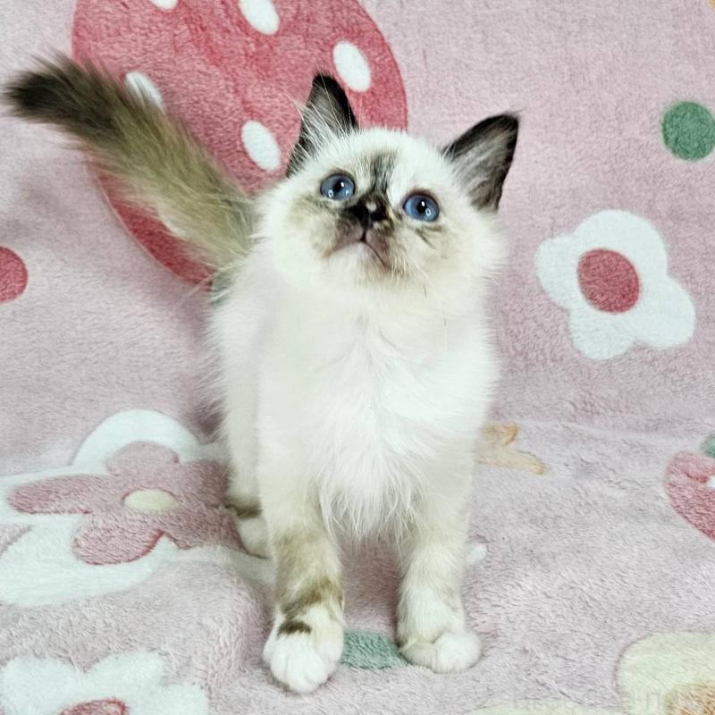 商談中の東京都のバーマン-128058の4枚目