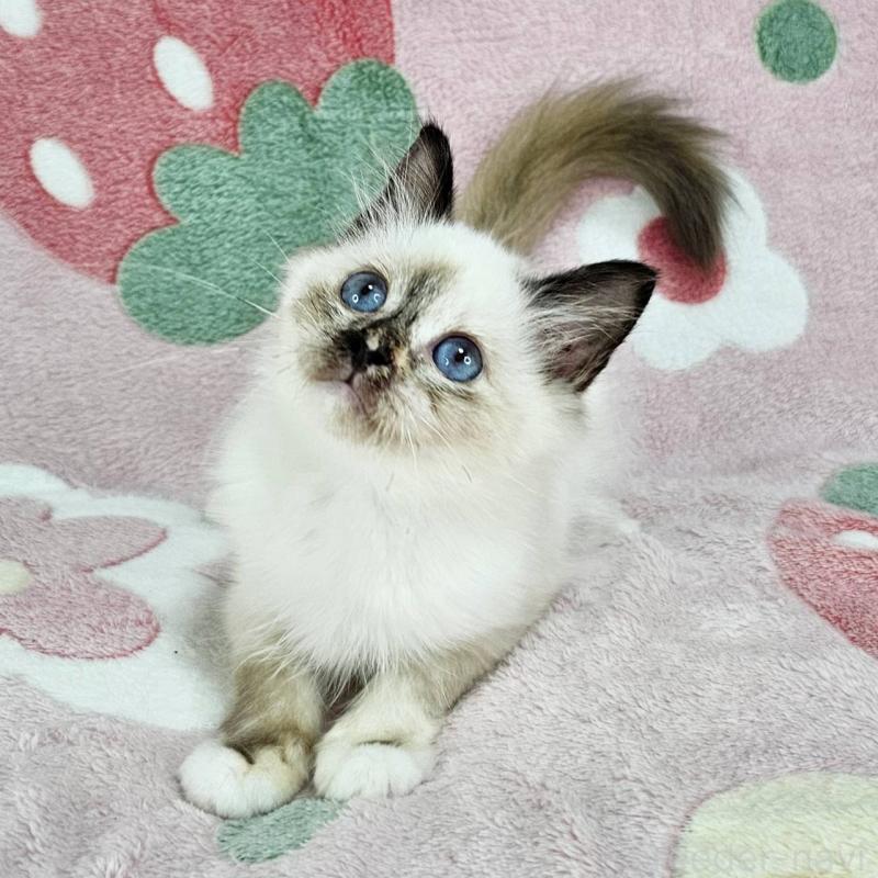 商談中の東京都のバーマン-128058の3枚目